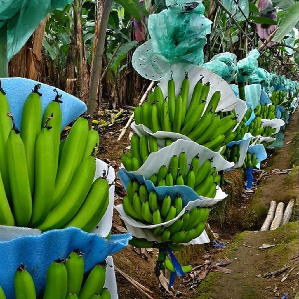 Fresh Bananas